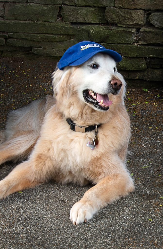 Scooby Doo, Pet Safety Officer at Pittsburgh’s Best Remodeling®